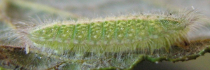 Larvae